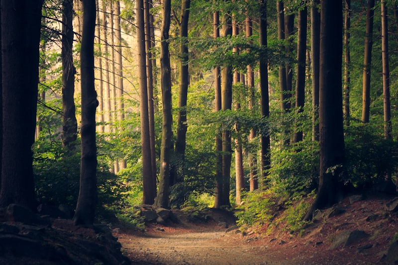 修行の山道